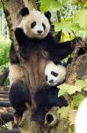 Панда — символ Чэнду