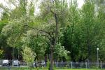 На территории парков  продолжится высадка деревьев, так как  главная ценность парка — это природа