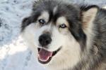 Хаски — пожалуй, самые «зимние» собаки
