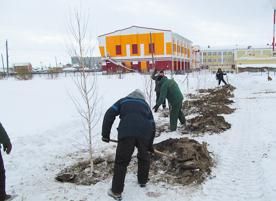 Будущая тенистая аллея