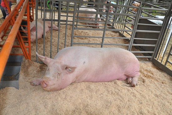 Конкурсное фото сельхозпереписи