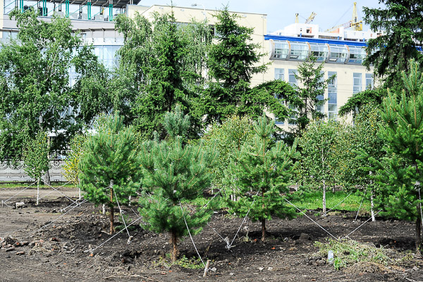 Благоустройство сквера Дружбы народов. Омск