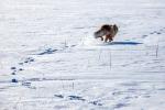 Лисица, застигнутая было врасплох в центре поля, бросается наутек…