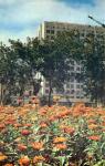 И весь город радовал глаз разноцветьем красок! Фото В. Павлова из фотоальбома «Омск»