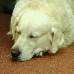 Утомили вы меня…