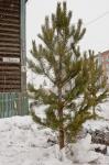 К июню на этом участке улицы Олега Кошевого будет высажено более 80 деревьев