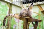 Краснокнижная носуха из Южной Америки живет в корпусе