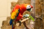 Фотогеничный красный ара живет 40–80 лет