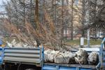 До лета здесь появится 34 липы, 10 рябин, 32 саженца туи
