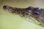 Звезды выставки — нильские крокодилы