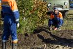После высадки ель подвязывают: снять бечевки можно будет через год