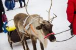 Северный олень — уже не совсем спортивный символ, но зимний точно
