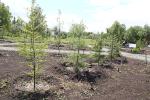 В Омске  уже высажено более 62 тысяч деревьев и кустарников