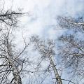 Web Content Image