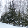 Web Content Image