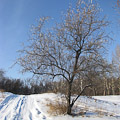 Web Content Image